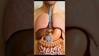 How Your Body Digests a Banana 🍌 | Ultra-Real 3D Human Digestive System | Anatomy Arts 3D