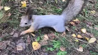 Curious squirrel
