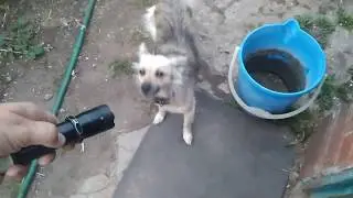 Собака боится электрошокера. Но не сильно.