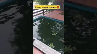 ikannya pada lahap makannya#shorts #shortvideo #viral #lucu