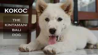 KOKOC - The Kintamani Bali Dog - 2020