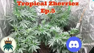 Tropical Zherriez Ep.5