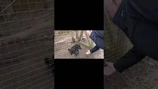 Рига Приют для Животных Ulubele