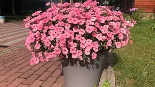 Петуния Пендолино - идеальная петуния, не требующая ухода