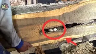 surprising discovery in hollowed out wood at sawmill