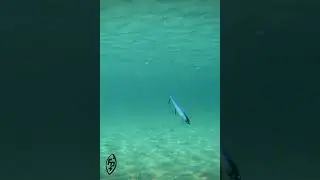 The Jerkbait You Don't Want To Miss: Booyah Flash Point