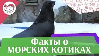 5 необычных фактов о северных морских котиках на ilikepet