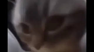 Стрим сигмы и ивана золо роблоксик