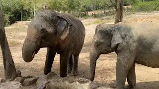 Elephant taking bath ❤️  #elephant #thailand #freedome #babyelephants