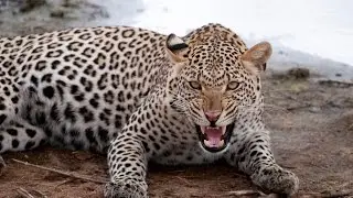 It's a leopard's world!