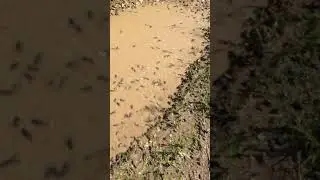 Лягушатник. Лягушачья ферма