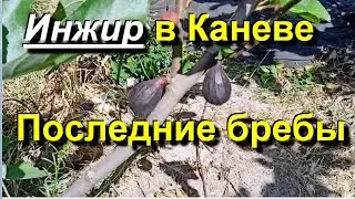 Инжир в Каневе. Собираю последние бребы. Наступает самое неинтересное время. 2024 07 29