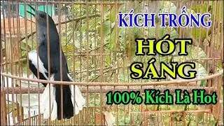 Chòe Than Mái mồi hót cực hay kích trống mở mỏ | Kích Chòe Than Hót | chòe than mái | choe than mai