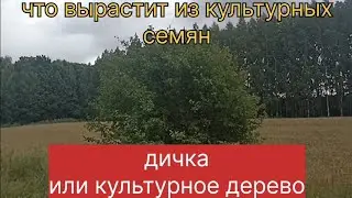 Что вырастит из культурных семян? Дичка или культурное дерево?