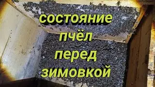 🐝🐝осмотр состояния пчелосемей перед постановкой в #омшанник. #bee #omshanik #beekeeping