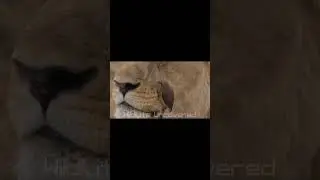 Lion Trusts a Tiny Oxpecker Bird | Nature's Little Doctor | 