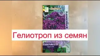 Гелиотроп из семян