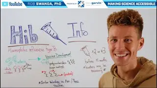 How the Hib Vaccine (Pentacel and Vaxelis) Works