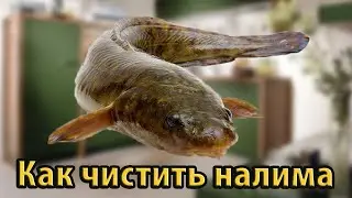 Как чистить налима