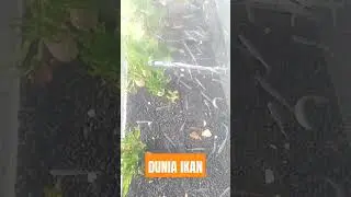 Dunia Ikan