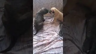New Born Presa Canario Puppies Fresh Out of The Oven