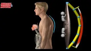 Myofacia approach for forward-head posture