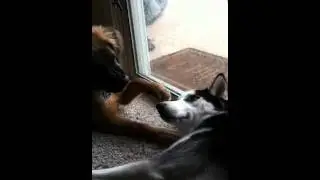 Puppies making out