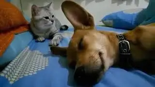 Пёс пердун!