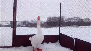 Гусак холмогорский 3 года