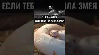 КАК ПЕРЕЖИТЬ НАПАДЕНИЕ ЗМЕИ! 😳 🐍