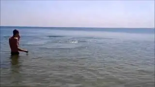 Дельфин на пляже в ст  Благовещенская, Анапа 13 06 2015г