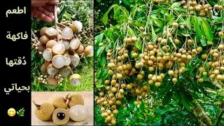 شجرة فاكهة محصولها غزير بمذاق لايقاوم😋زراعتها ناجحة بالوطن العربي وموجودة بكل مكان🌿نصيحة ازرعوها