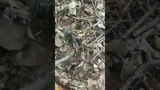битва оленів