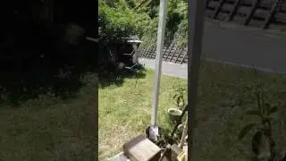 The wind