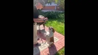 Анлийский бульдог. Команда "Служи"