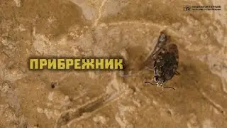 Береговые вороны на макроуровне. Клопы прибрежники. // Clever Cricket
