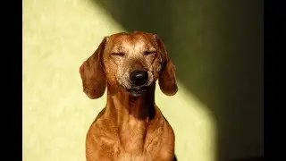 мне уйти ниле нет
