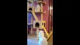 My cats love to play in the cat tree. 貓屋/貓樹/多功能運動貓屋跳台