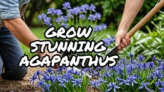 Agapanthus Peter Pan , African Lily, Lily of the Nile~Dividing and planting Agapanthus