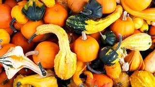 Pumpkin or Ground Intro