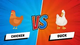 Epic battes Duck vs Chicken, Duck vs Ostrich and more