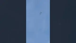 Стрижи в небе ✈️🌤️ / Swifts in the sky ✈️🌤️