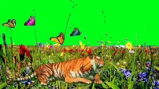 Green screen video. copyright free video. background green. Tiger HD video. Tiger green screen video
