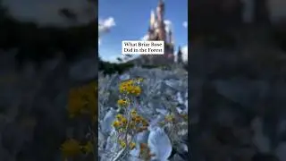 What Briar Rose Did in the Forest 