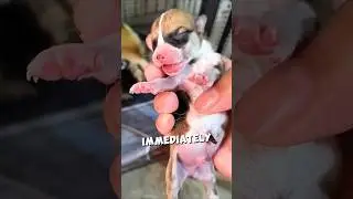 This puppy drank too much milk ❤️ 