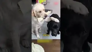¡Ella realmente quería un trozo más grande!
