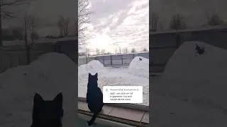 Следствие ведут знатоки. Серия вторая😅 