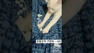 #오늘의술무새 #구독 #좋아요 #우리집고양이 #꾹꾹이 #cat #catvideos