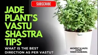 Jade Plant Vastu shastra Tips #vastu #jade #plants #indoorplants Bring wealth in your life!