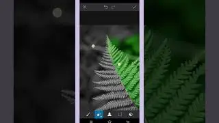 Fern Photo Editing 